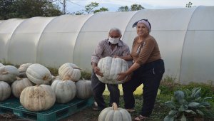 Bartın'da yetiştirilen 50 kilogramlık kabaklar ilgi görüyor