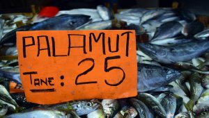Batı Karadeniz'de palamut sezonu bitiyor