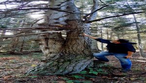 Bolu'da aynı kökte birbirlerine sarılı çam ve köknar ağaçları görenleri şaşırtıyor