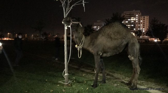Bursa'da kamyonetin arkasına bağladıkları deveyi kilometrelerce eziyet ederek götüren 2 kişi yakalandı