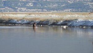 Denizli'de yaralı bulunan flamingo tedaviye alındı