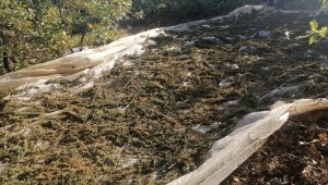 Diyarbakır'da 994 kilogram esrar ile 247 bin kök kenevir ele geçirildi