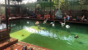 Doğa koruma ekipleri, Tuzla'da 6 flamingo ve 1 vervet maymununa el koydu