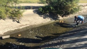 Edirne'de sulama kanallarında sıkışan balıklar doğal alanlarına salınıyor