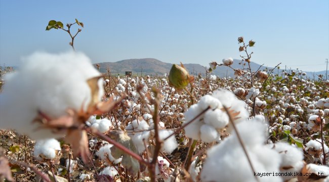 Gaziantep'te pamuk hasadı başladı
