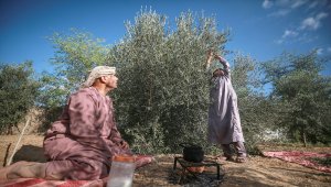 Gazze'de zeytin hasadı başladı