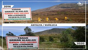 Geçen yıl yanan orman alanlarının yarısından fazlası ağaçlandırıldı