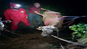 Giresun'da su kanalına düşen büyükbaş hayvan kurtarıldı