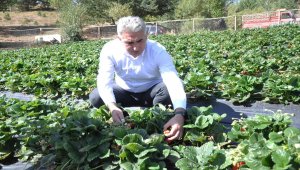 Gümüşhane'de çilek üretiminden 3 milyon lira kazanç hedefleniyor