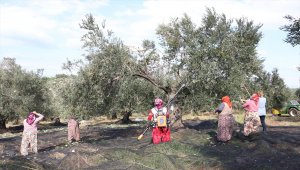 Kariyerini bırakıp yöneldiği zeytinyağı işinde uluslararası takdir görüyor
