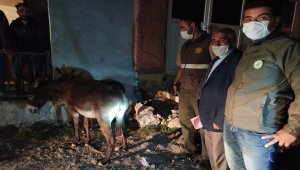 Kars'ta yavru eşeğe eziyet ettikleri ileri sürülen iki kişiye para cezası kesildi