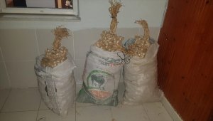 Kastamonu'da sarımsak hırsızlığı