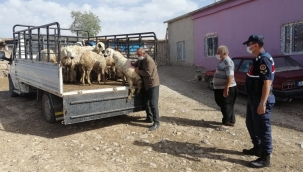 Kayseri Son Dakika Asayiş Haberi: Yahyalı'da hayvan dolandırıcılığı