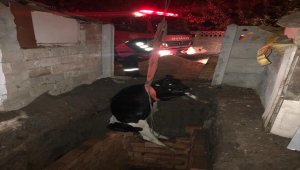 Kırklareli'nde çukura düşen inek itfaiye ekiplerince kurtarıldı