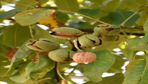 Kırşehir'de chandler ve Kaman-1 türlerinden yüksek ceviz verimi alındı