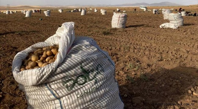 Kırşehir patates üretiminde alternatif hale geliyor
