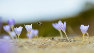 Kışın habercisi vargitler Tunceli'de doğayı süsledi