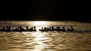 Kışın vazgeçilmez lezzeti kazların sofralara hazırlık süreci başladı 