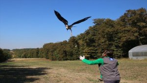 Kocaeli'nde tedavisi tamamlanan kara leylek doğaya salındı
