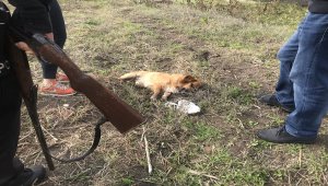 Komşusunun tüfekle öldürdüğü köpeğinin ardından gözyaşı döktü