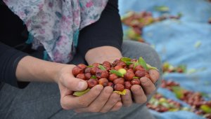 Manisa'da hünnap hasadı başladı