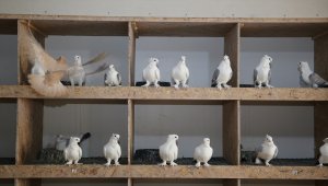 "Manisa Hünkarisi" yetiştiricilerinin tescil sevinci