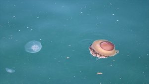 Marmara Denizi'nde denizanası sayısındaki artış vatandaşları da şaşırttı