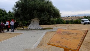 Mersin'de 1300 yıllık anıt ağacın zeytinleri hasat edildi