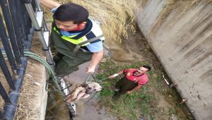 Mersin'de dere yatağına düşen köpeği itfaiye kurtardı