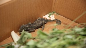 Mersin'de esnafın dükkanında bulduğu bukalemun korumaya alındı 