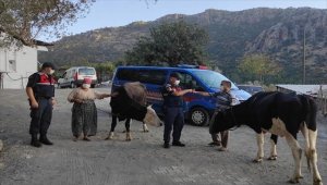 Muğla'da büyükbaş hayvan çalıp satan şüpheli yakalandı