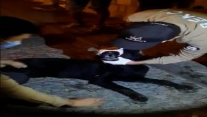 Muğla'da zehirlenen köpeğe mahalle bekçileri müdahale etti 