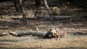 Ovakorusu'ndaki ayılar kışa hazırlanıyor