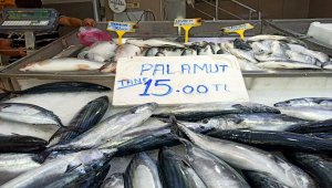 Palamut fiyatlarında "rüzgar" artışı 