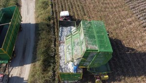 Pamukta prim artışı sektörü sevindirdi 