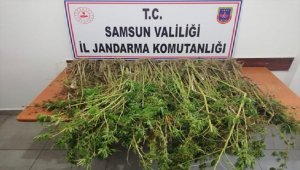 Samsun'da uyuşturucu operasyonlarında 13 kişi yakalandı
