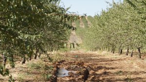 Topraktan geliştirilen böcek ilacı badem üretimine umut oldu 