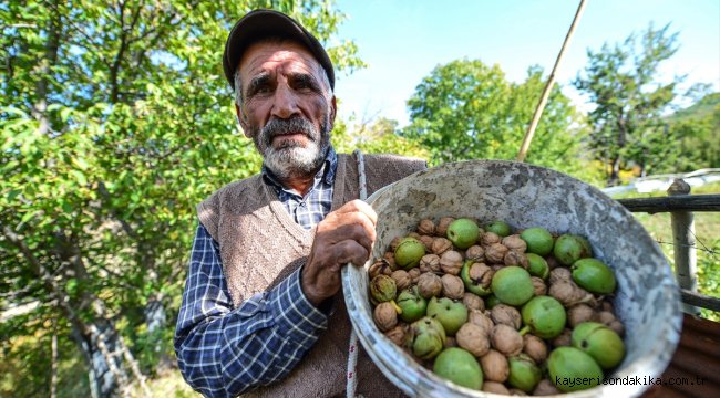 Tunceli'de köylülerin zorlu ceviz hasadı başladı
