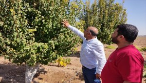 Türkiye'nin Tel Abyad ve Rasulayn'a tarım ve hayvancılık desteği sürüyor