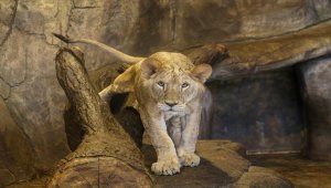 Türkiye'nin yavru aslan ve kaplanları Afrika yolcusu