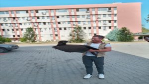 Adana'da hasta halde bulunan kara akbaba korumaya alındı