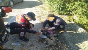 Adana'da ölüme terk edilmek istenen yavru köpekleri jandarma kurtardı
