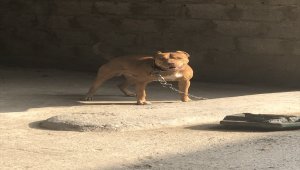 Adana'da pitbull besleyen iki kişiye 28 bin 689 lira ceza