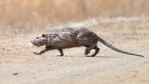 Ağrı Dağı'nda karaya çıkan su maymunu görüntülendi