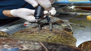Antalya'da yaralı halde bulunan caretta caretta Muğla'da tedavi ediliyor