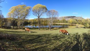 Ardahan ve Kars'taki meyve bahçelerinde sonbahar güzelliği