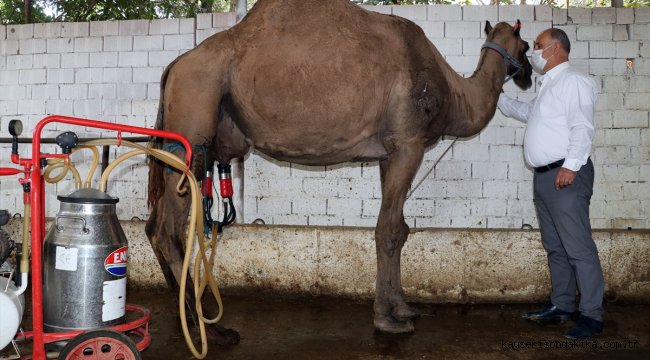 Aydın'da üretilen deve sütüne talep arttı 