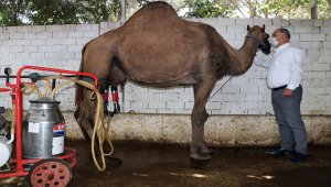 Aydın'da üretilen deve sütüne talep arttı 