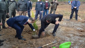 Ayvalık'ta yanan alanlarda ağaçlandırma çalışması başladı