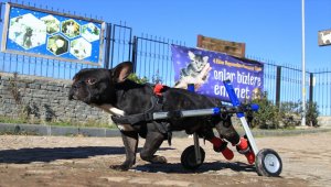 Bacakları felçli "Kara Şimşek" tekerlekli yürüteçle hayata bağlandı